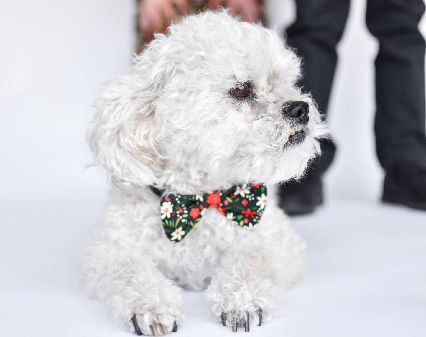 Christmas Bow Tie for Boys, Adjustable, Holiday Accessories